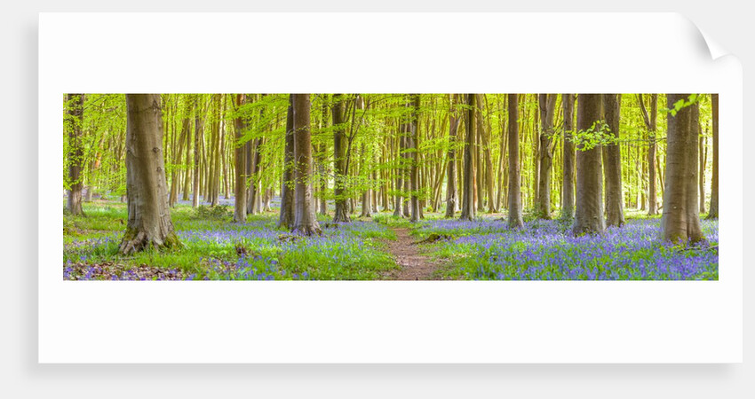 Pathway through forest by Assaf Frank